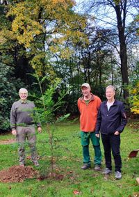 Der erste Küstenmammutbaum im Botanischen Garten Solingen