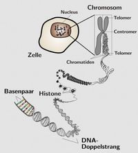 Schema zu Aufbau von Chromosomen