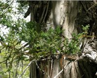 Chilenischer Mammutbaum, Fitzroya cupressoides