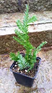 Steckling Küstenmammutbaum (Sequoia sempervirens) Klon K-1