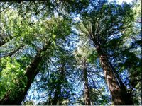 Bäume sind Klimaschutz, Muir Woods, Kalifornien, Baumpflanzung