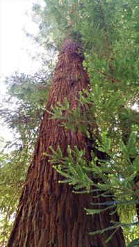 Küstenmammutbaum Sequoia sempervirens K-2