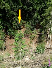 Pflanzung Sequoia semperviren H-1 in Odenthal-Erberich